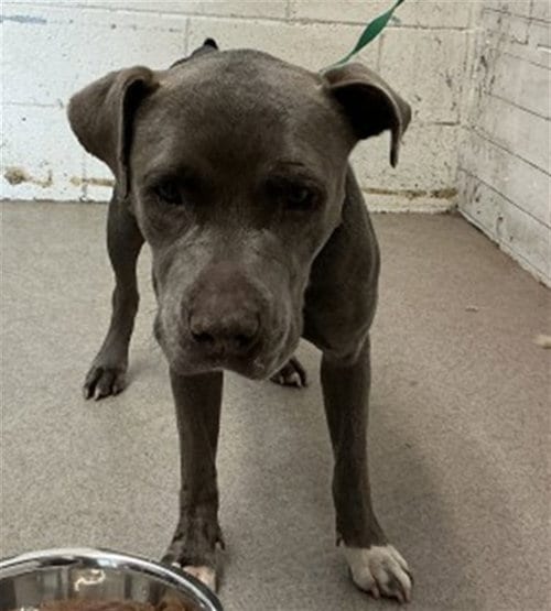 Photo of Tuna, adoptable Pit Bull Terrier in San Bernardino, California