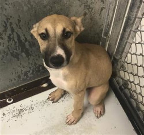 Photo of Fritter, adoptable Belgian Shepherd Malinois in Conroe, Texas