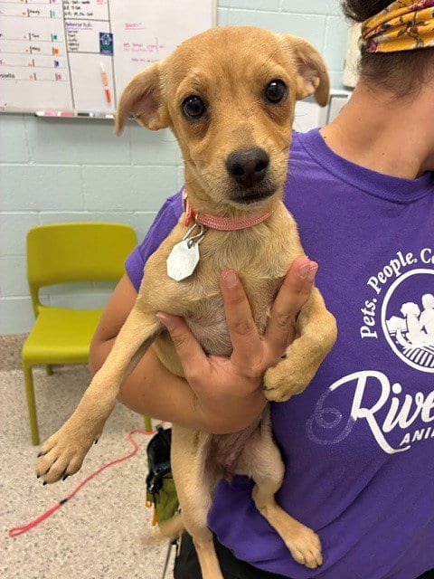 Photo of Bonnie, adoptable Chihuahua in Brighton, Colorado