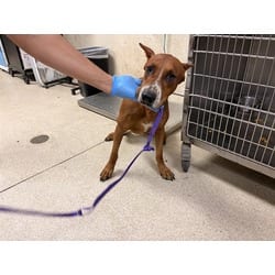 Photo of Jasper, adoptable Doberman Pinscher in Jurupa Valley, California
