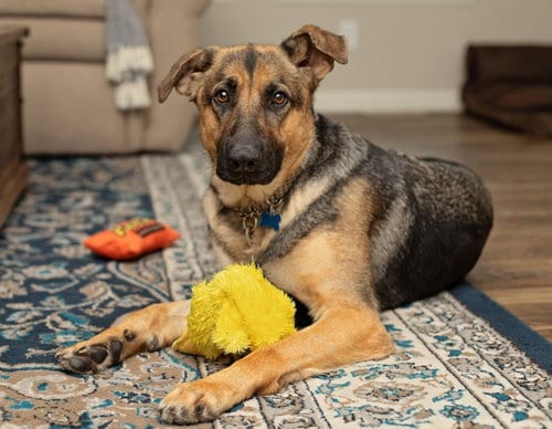 Photo of Luna, adoptable German Shepherd Dog in Baltimore, Maryland