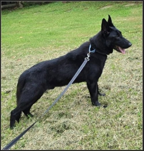Photo of Elijah, adoptable German Shepherd Dog in Winston Salem, North Carolina