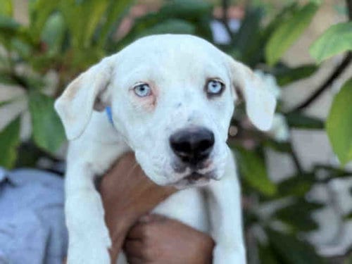 Photo of Greenbean, adoptable Hound in Carlsbad, California