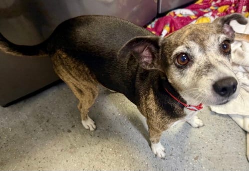 Photo of Sweet Adorable Amy, adoptable Italian Greyhound in Boca Raton, Florida