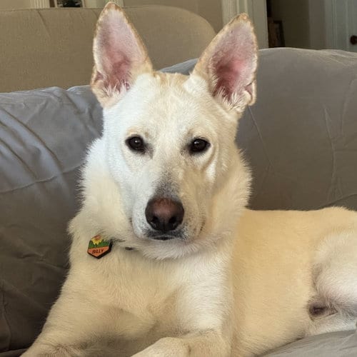 Photo of Billy, adoptable Shepherd in ROSEVILLE, California