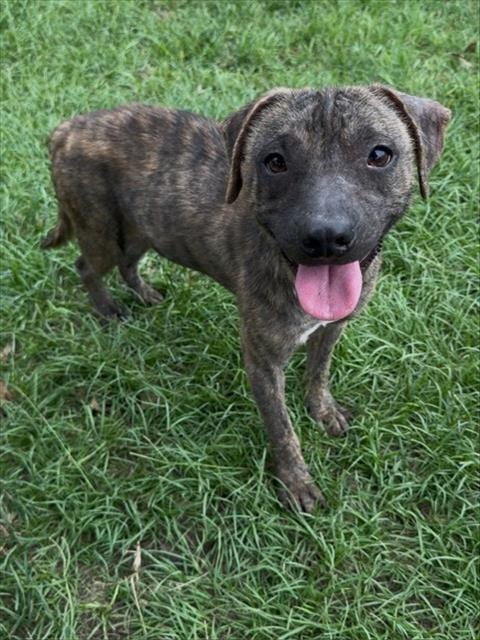 Photo of Flip, adoptable Pit Bull Terrier in Conroe, Texas