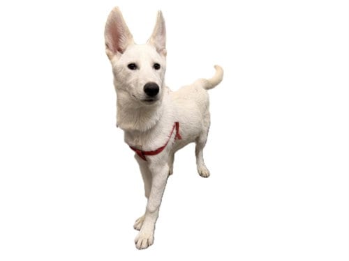 Photo of Bolt, adoptable Siberian Husky in Los Angeles, California