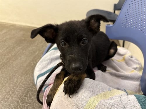 Photo of Elmo, adoptable Australian Kelpie in Phoenix, Arizona