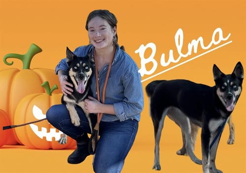 Photo of Bulma, adoptable German Shepherd Dog in Albuquerque, New Mexico