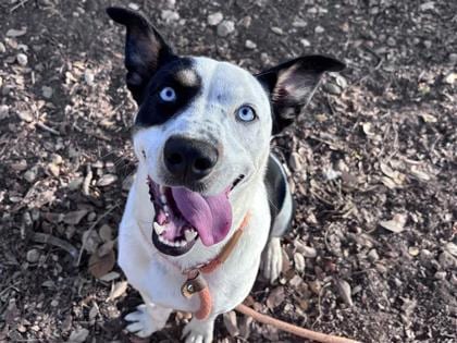 Photo of Norman, adoptable dog in Georgetown, Texas