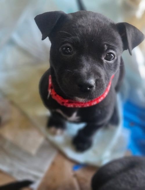 Photo of Fox, adoptable Labrador Retriever in Princeton, Minnesota
