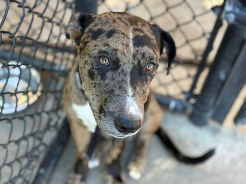 Photo of Pac-Man, adoptable Pit Bull Terrier in Tulsa, Oklahoma