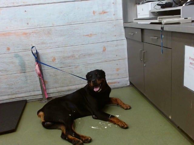Photo of Senior Rottweiler, adoptable Rottweiler in Devore, California