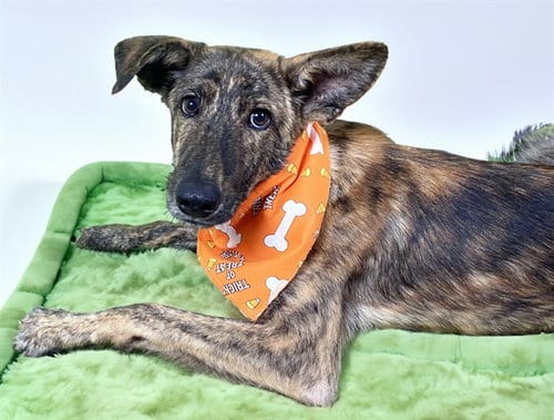 Photo of Lance, adoptable German Shepherd Dog in Ft Lauderdale, Florida