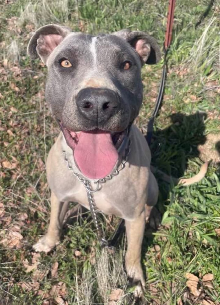 Photo of Blue, adoptable American Staffordshire Terrier in Dana Point, California