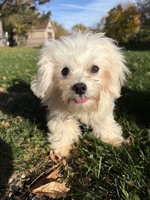 Photo of Walker, adoptable Maltese in St. Louis Park, Minnesota