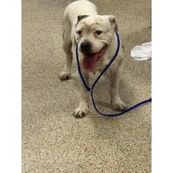 Photo of Wren, adoptable Terrier (Unknown Type, Medium) in Doral, Florida