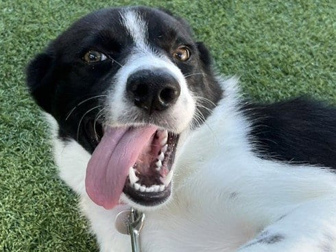 Photo of Minnie, adoptable Border Collie in Redwood City, California
