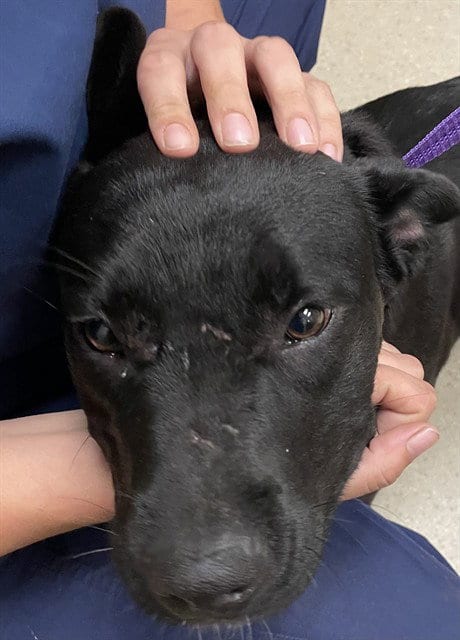 Photo of Jenny, adoptable Labrador Retriever in Clyde, North Carolina