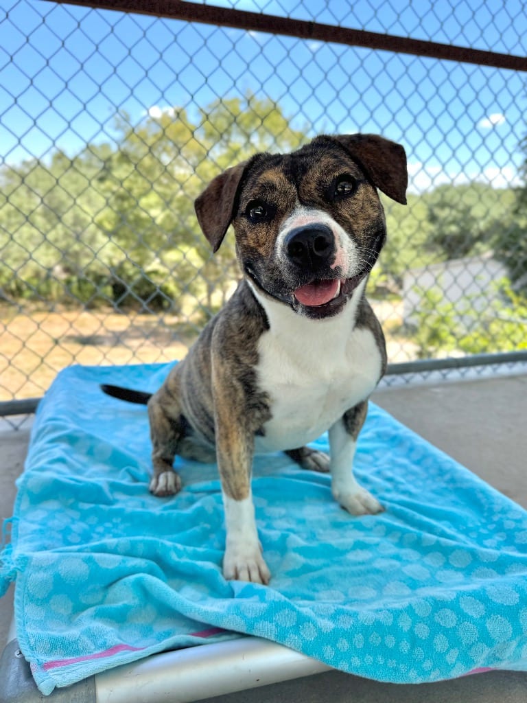 Photo of Penny, adoptable Staffordshire Bull Terrier in Canyon Lake, Texas