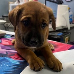 Photo of Mady, adoptable Golden Retriever in San Antonio, Texas