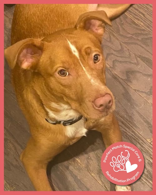 Photo of Campbell, adoptable Terrier in Holly Springs, North Carolina