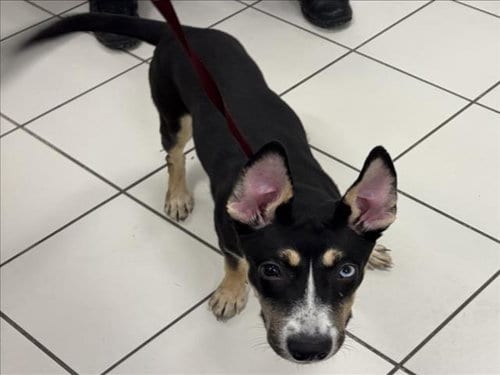 Photo of Lovejoy, adoptable Siberian Husky in Derwood, Maryland