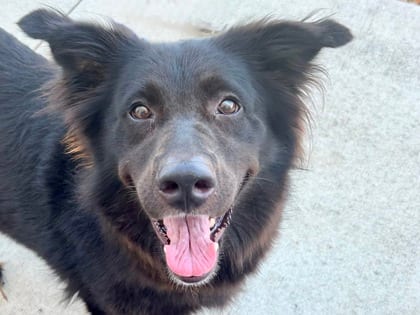 Photo of Coconut, adoptable dog in Georgetown, Texas