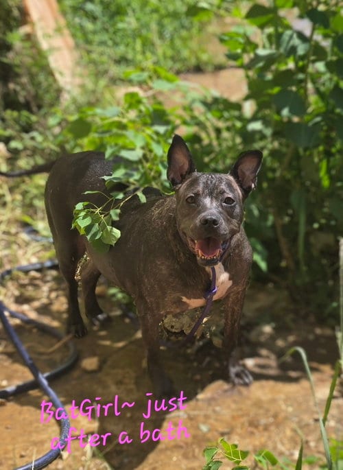 Photo of Bat Girl, adoptable American Staffordshire Terrier in Jackson, Mississippi