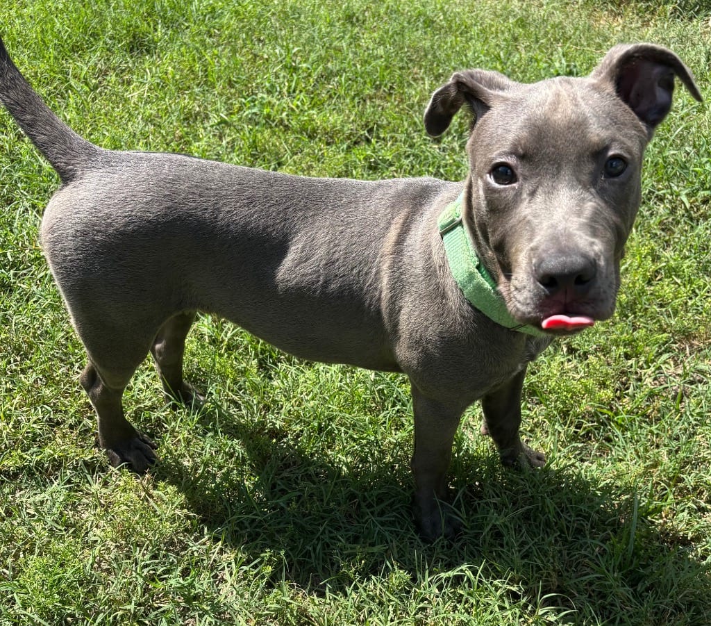 Photo of Mr.Dude, adoptable Mixed Breed in Ocala, Florida