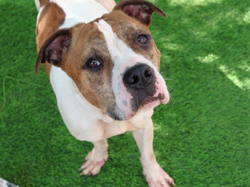 Photo of Benji, adoptable American Staffordshire Terrier in Tallahassee, Florida