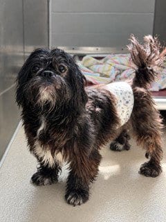 Photo of Tux, adoptable Shih Tzu in Haw River, North Carolina