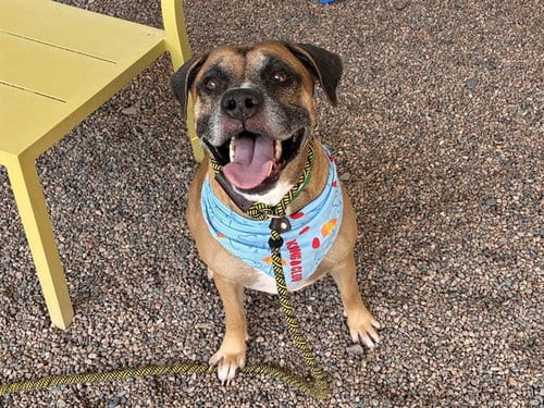Photo of Bumble, adoptable Boxer in Mesa, Arizona