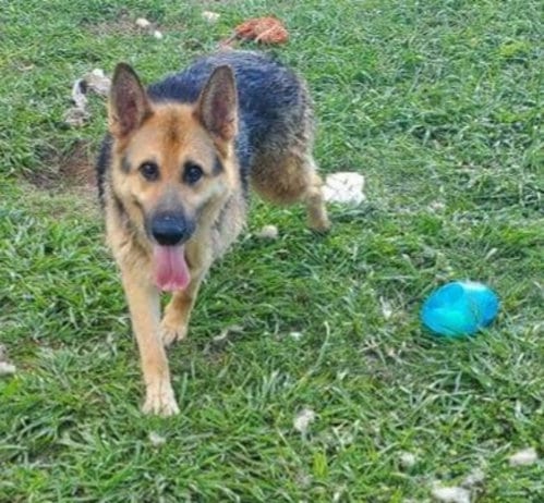Photo of Senator ("Torrey"), adoptable German Shepherd Dog in Winston Salem, North Carolina