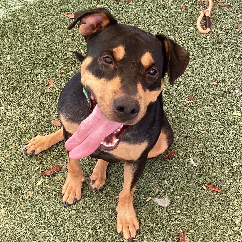 Photo of Sammy, adoptable Rottweiler / Mixed Breed (Large) in Henderson, Nevada