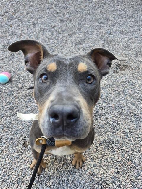 Photo of Artemis, adoptable American Pit Bull Terrier in Mesa, Arizona