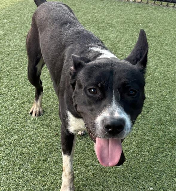 Photo of Cooper, adoptable Mixed Breed