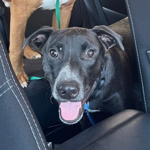 Photo of Tux III (New Digs), adoptable Terrier in Dallas, Texas