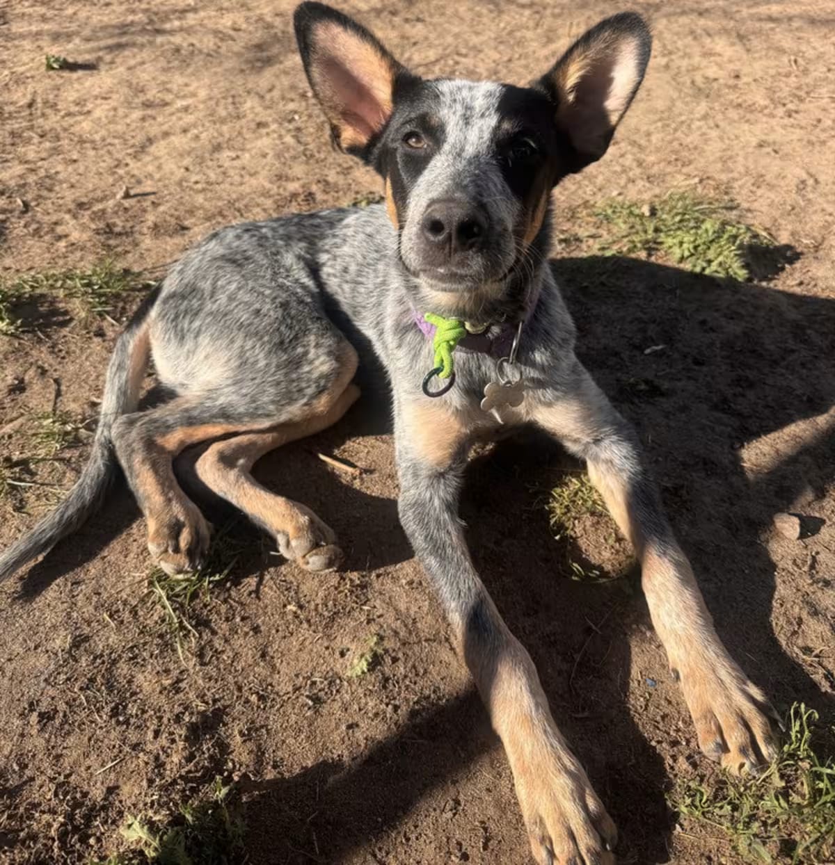 Photo of Fuji, adoptable Blue Heeler in Littleton, Colorado