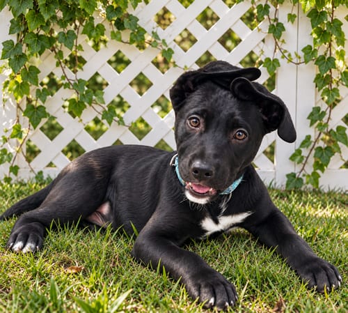 Photo of Bjorn, adoptable Labrador Retriever in Evergreen, Colorado