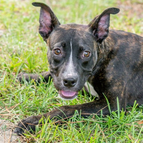 Photo of Rory, adoptable Terrier in Hilton Head, South Carolina