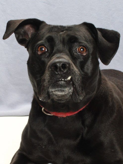 Photo of Bea, adoptable Labrador Retriever in Burbank, California