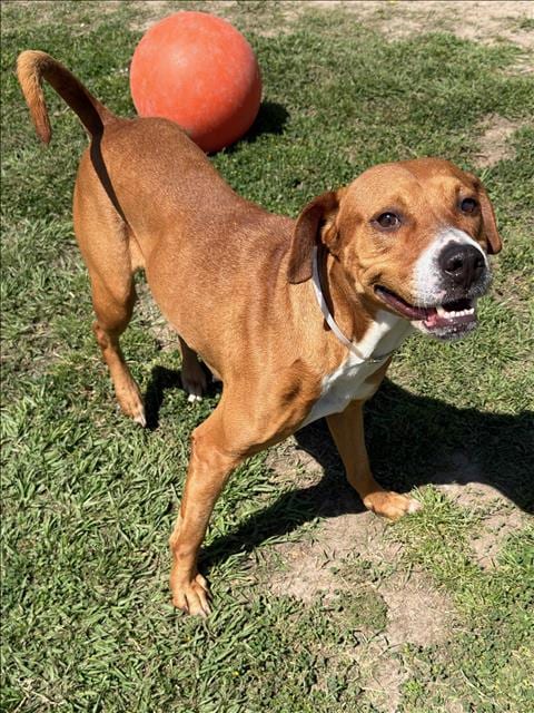 Photo of Dottie, adoptable Pit Bull Terrier in Conroe, Texas