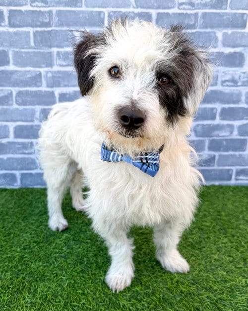 Photo of Ziggy, adoptable Terrier in Corona, California
