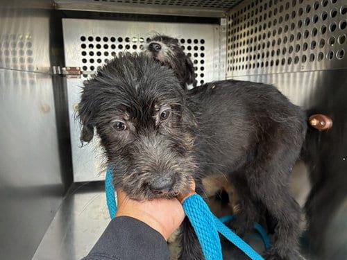 Photo of Rainy, adoptable Wheaten Terrier in Mesa, Arizona