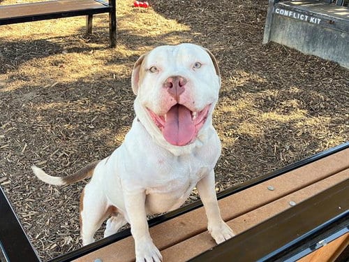 Photo of Alfredo, adoptable American Bulldog in Orange, California