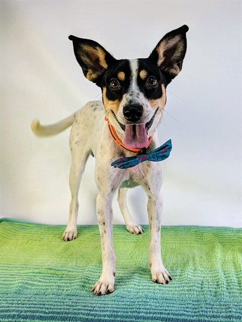Photo of Sparkey, adoptable Terrier in Thousand Palms, California