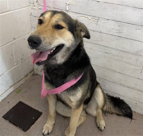 Photo of Analise, adoptable German Shepherd Dog in San Bernardino, California