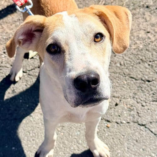 Photo of Butter, adoptable Labrador Retriever in Canton, Connecticut