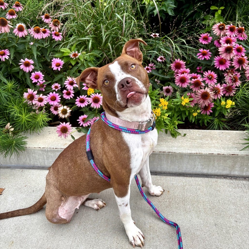 Photo of Cashew, adoptable Mixed Breed (Medium) in St. Louis, Missouri